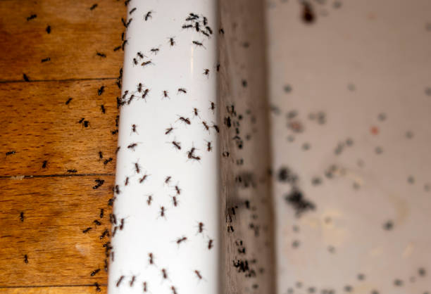 Best Commercial Pest Control Services  in Barre, VT