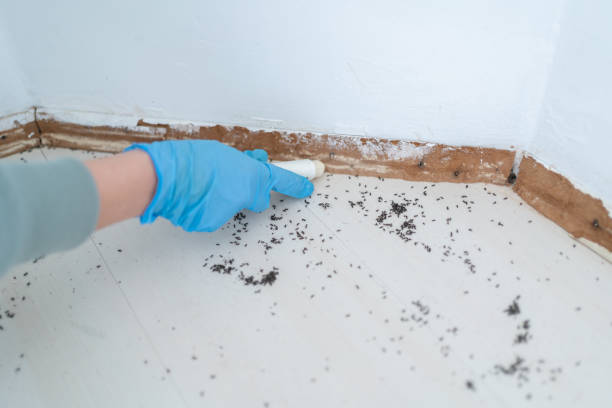 Best Pest Removal Services  in Barre, VT